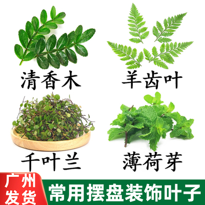 常用摆盘装饰叶子新鲜花草鸡尾酒蛋糕烘焙装饰点缀广州发货可开票