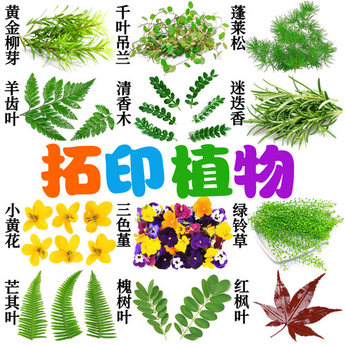 拓印植物敲新鲜绿叶鲜花材料手工活动diy帆布包书签方巾押花拓染