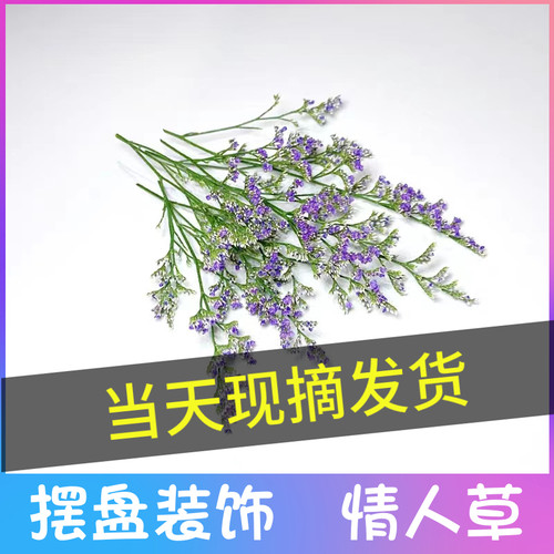 新鲜情人草烘培酒店日料西餐摆盘装饰点缀花草餐饮装饰当天现摘