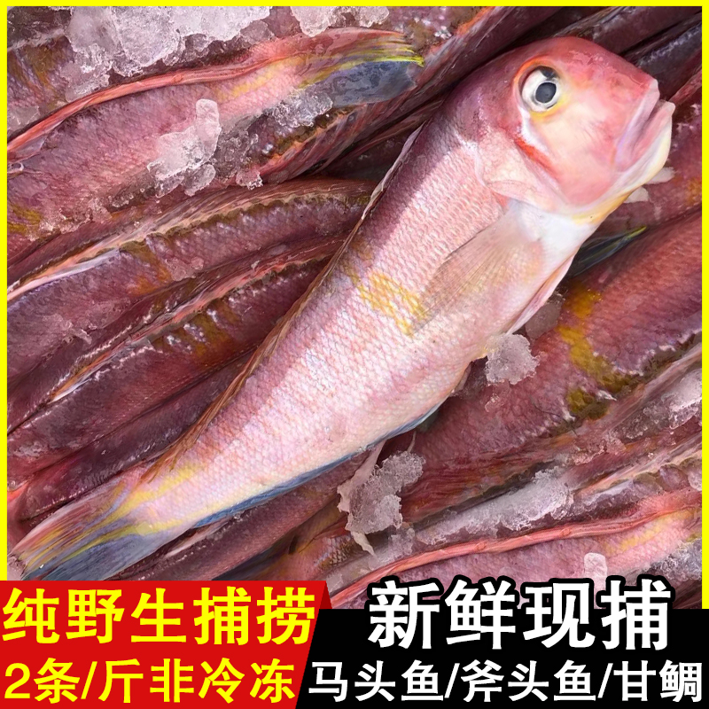 马头鱼 斧头鱼马面甘鲷方头鱼 新鲜深海食用舟山鲜活海鲜水产温岭