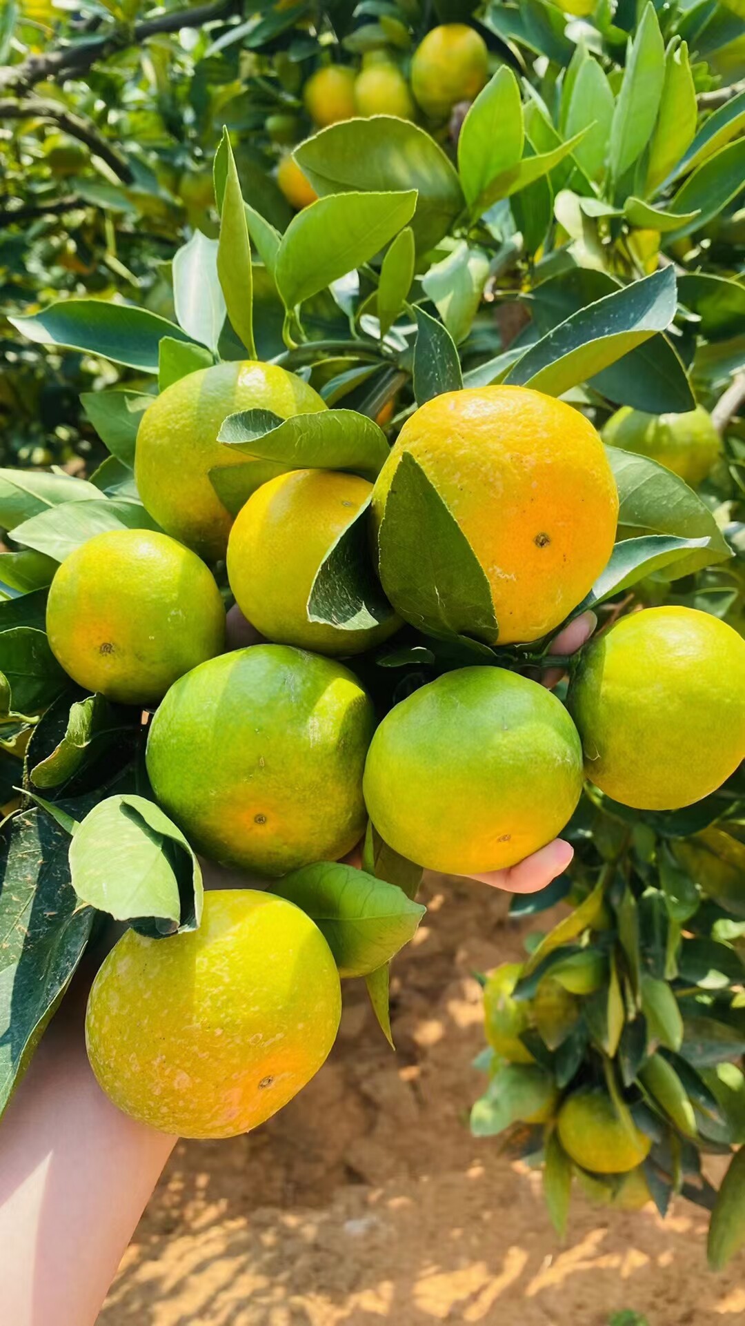 正宗赣南寻乌蜜桔