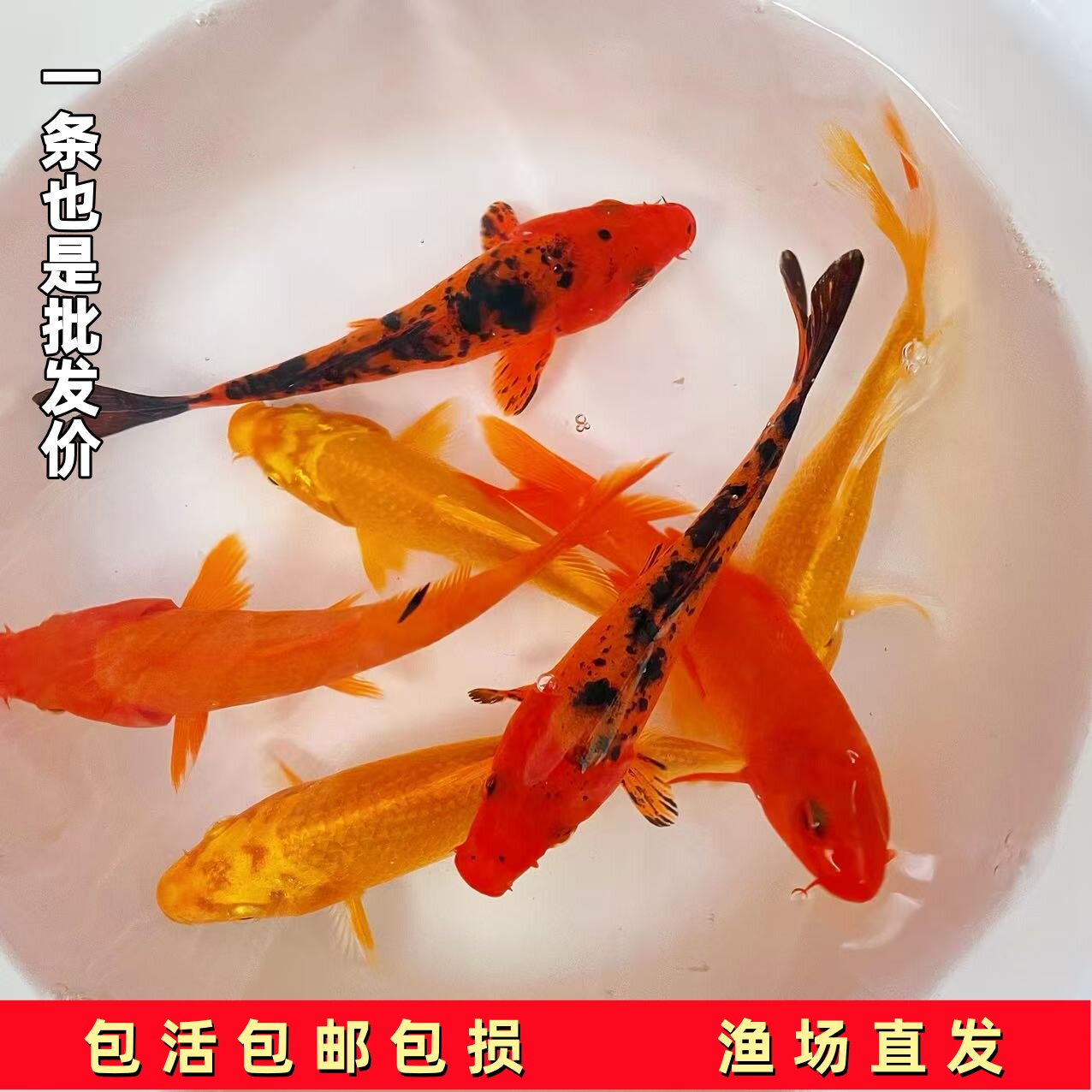 锦鲤观赏鱼冷水小型锦鲤淡水锦鲤鱼苗好养耐活自来水家用鱼缸鱼苗