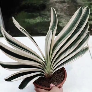 精品君子兰诸葛羽扇福伦彩 一线天彩兰小苗 室内盆栽桌面盆景绿植