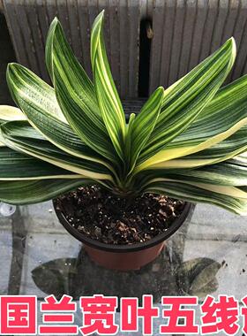 精品君子兰国兰宽叶五线谱五彩金丝油匠彩兰小苗阳台绿植客厅盆栽