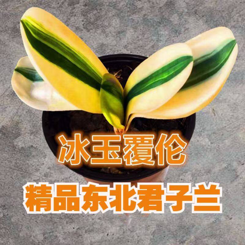 冰玉福伦君子兰小苗阳台盆栽绿植