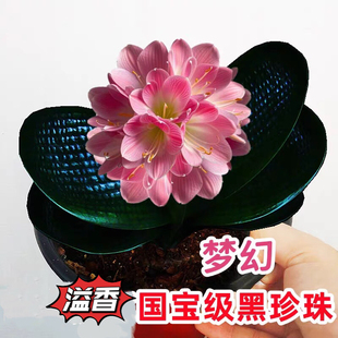 精品君子兰国宝级梦幻黑珍珠圆头和尚麻脸宽短叶油匠绿植盆栽花卉