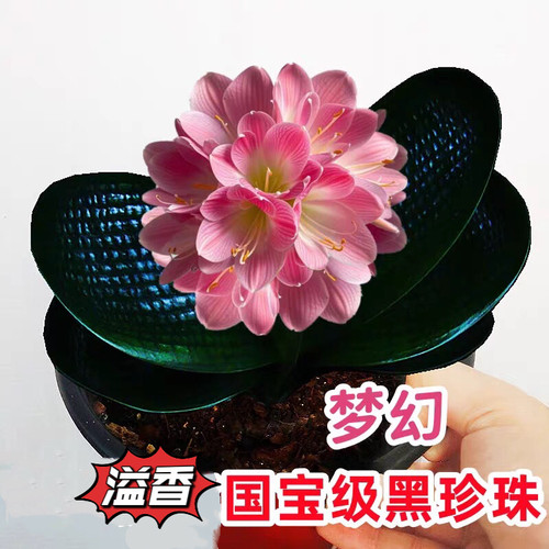君子兰梦幻黑珍珠带盆易养活绿植