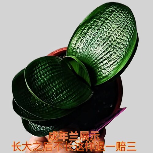 东北君子兰微短娃娃兰室内盆栽