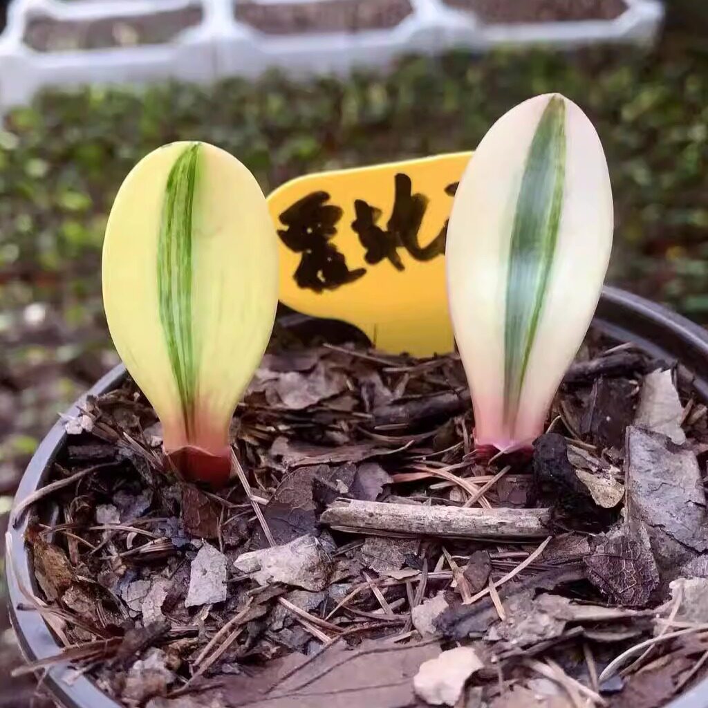 君子兰福伦鸳鸯金丝彩兰绿植盆栽