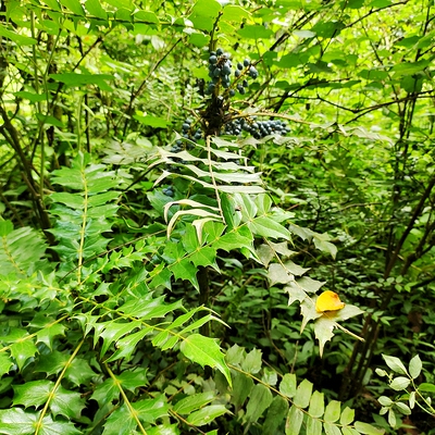 贵州中草药材十大功木土黄连刺