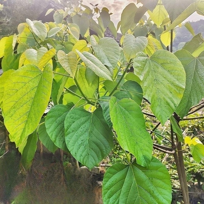 桐子叶野生油桐树桐树叶桐油果