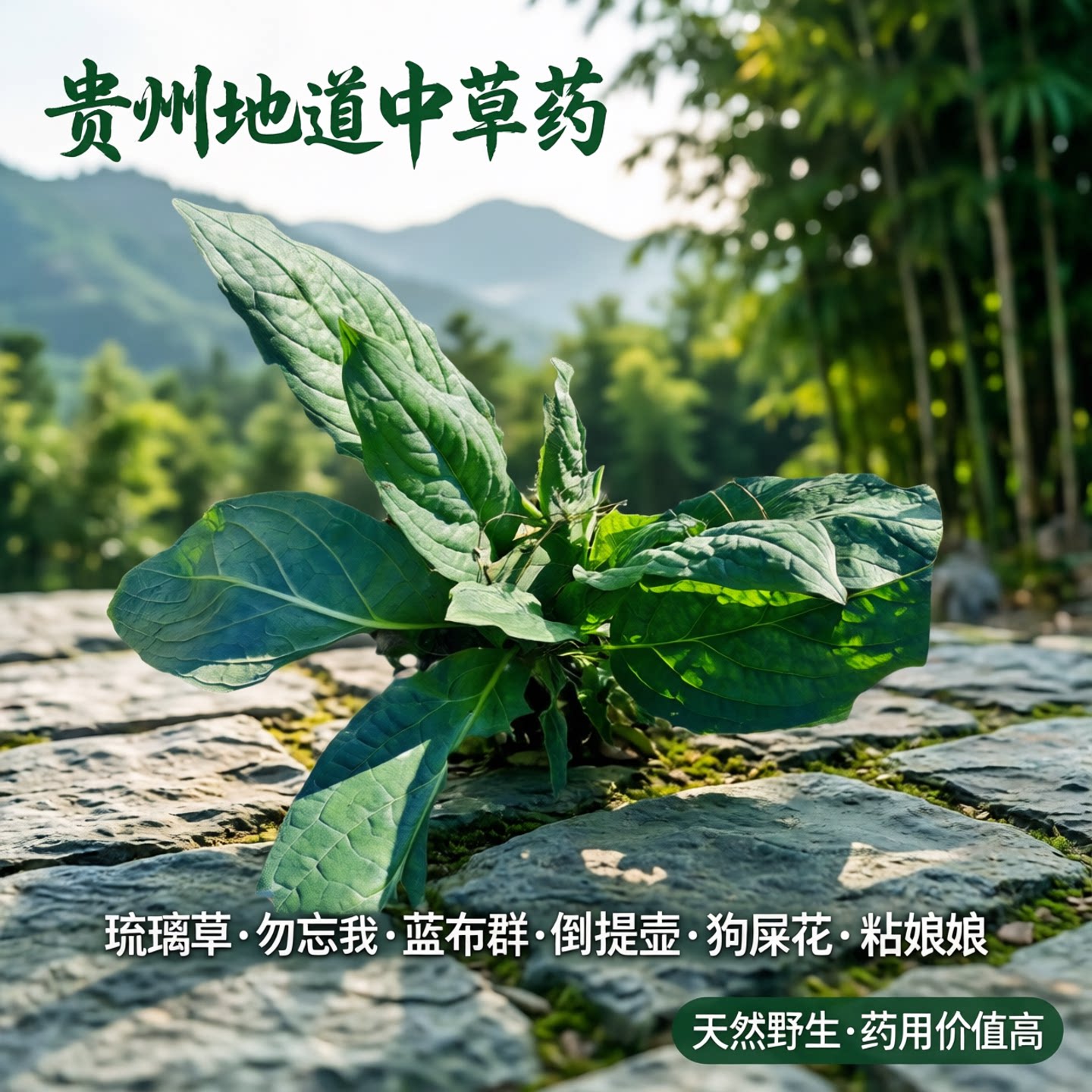 贵州中草药琉璃草勿忘我蓝布群倒提壶中药材狗屎花粘娘娘蓝色小花