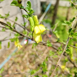 贵州野生中药材阳雀花根抽心去皮粉质根土黄芪煲汤补奶根自然晒干