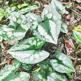 贵州深山花脸细辛马蹄细辛杜衡花面细辛水马蹄花脸猫邵叶细辛现采