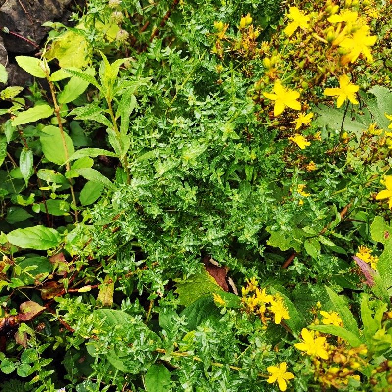 贵州新鲜野生贯叶连翘中药材圣约翰草小叶金丝桃夜关门过路黄全草