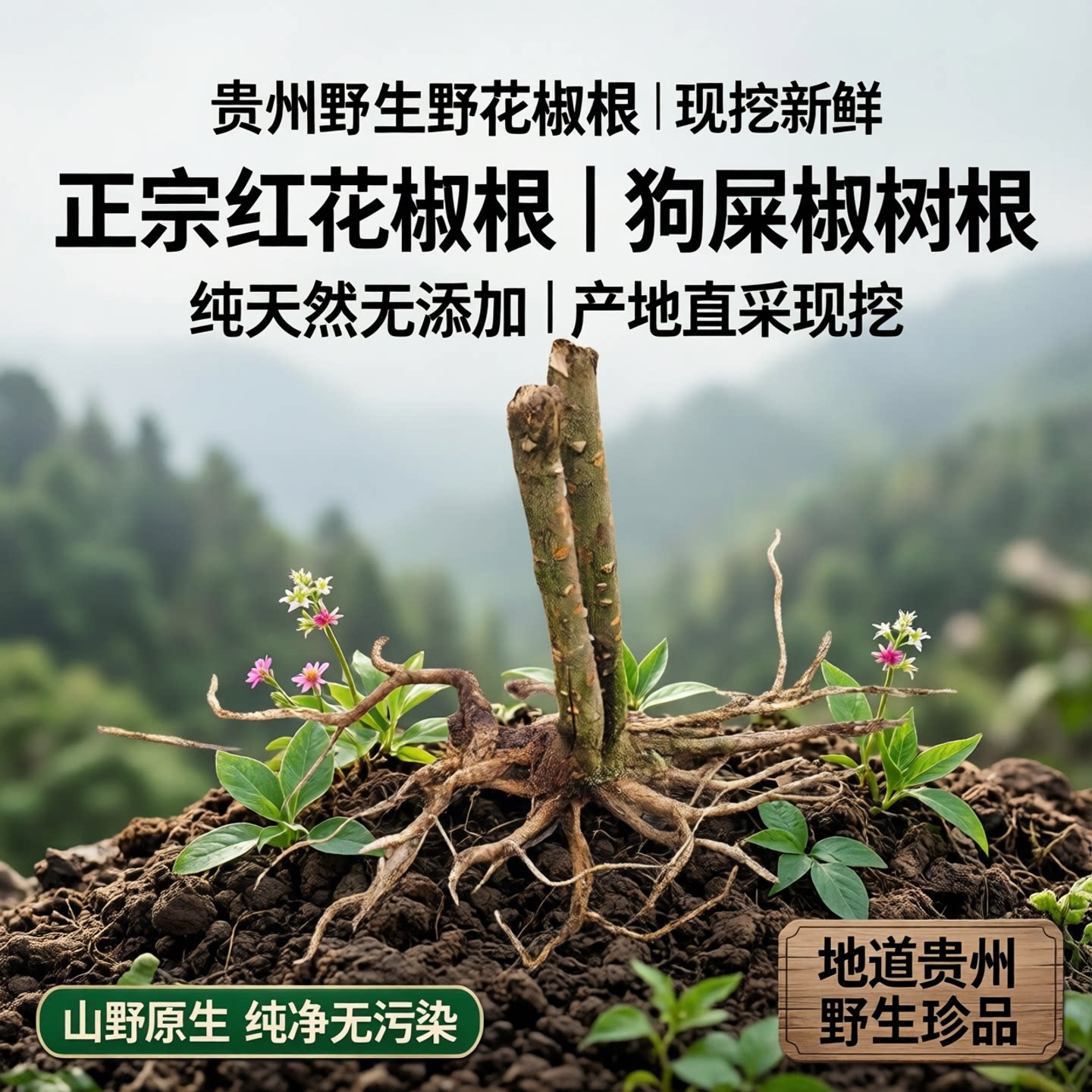 贵州中草药材野花椒根花椒根树根狗屎椒红花椒根新鲜花椒根现挖发