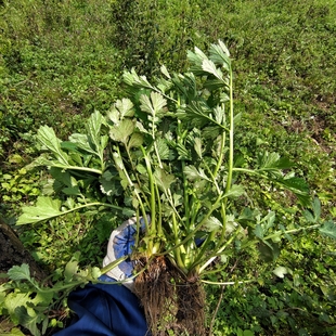 贵州中草药材 蓝布正南不正路边青水杨梅头晕药兰布正凤凰窝 食用