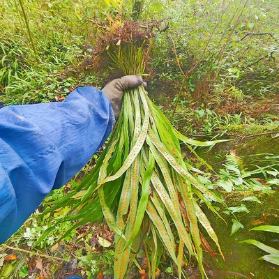 七星剑旋鸡尾江南星蕨中药材