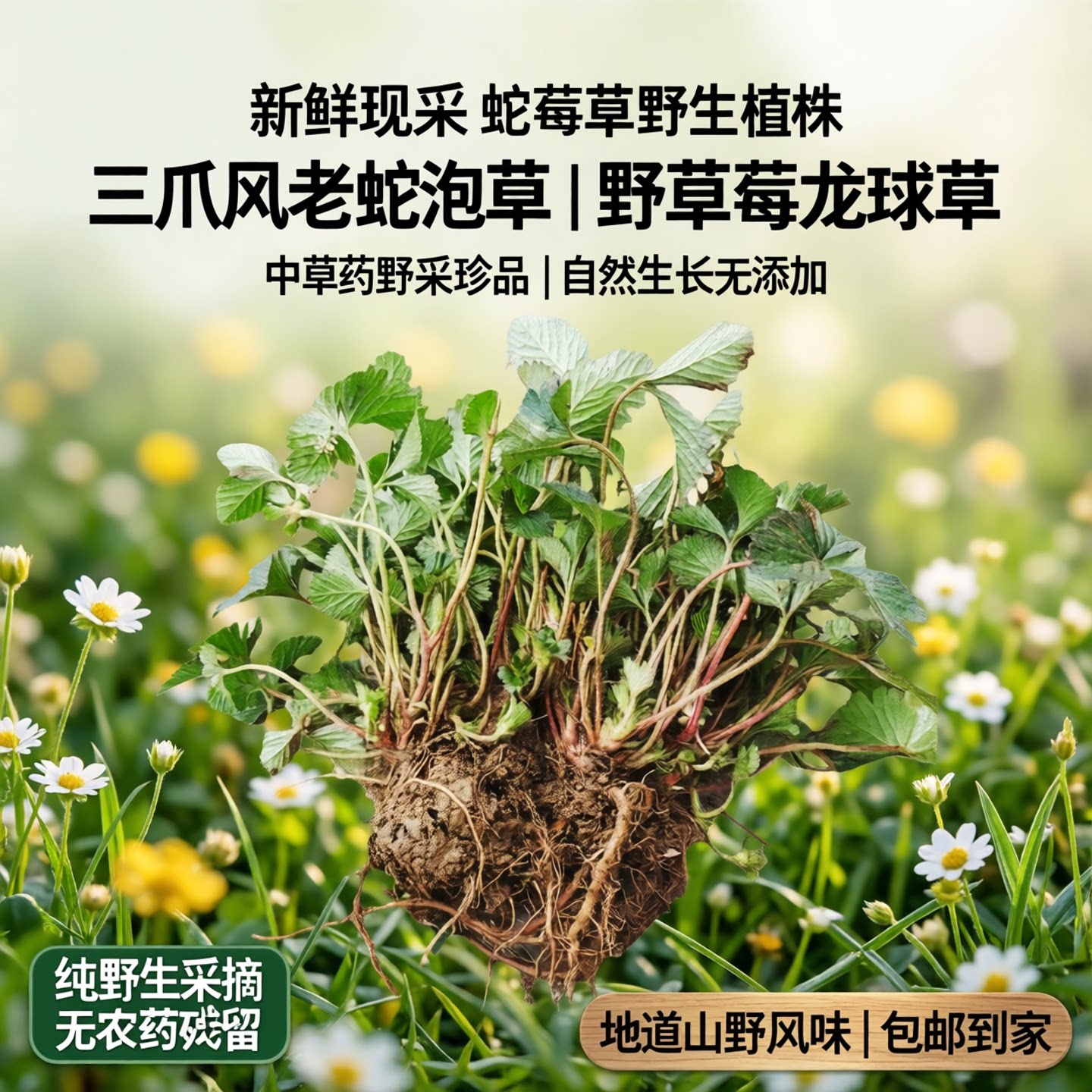 新鲜蛇莓草现采蛇泡草龙吐珠三爪风老蛇泡野草莓龙球草中草药包邮