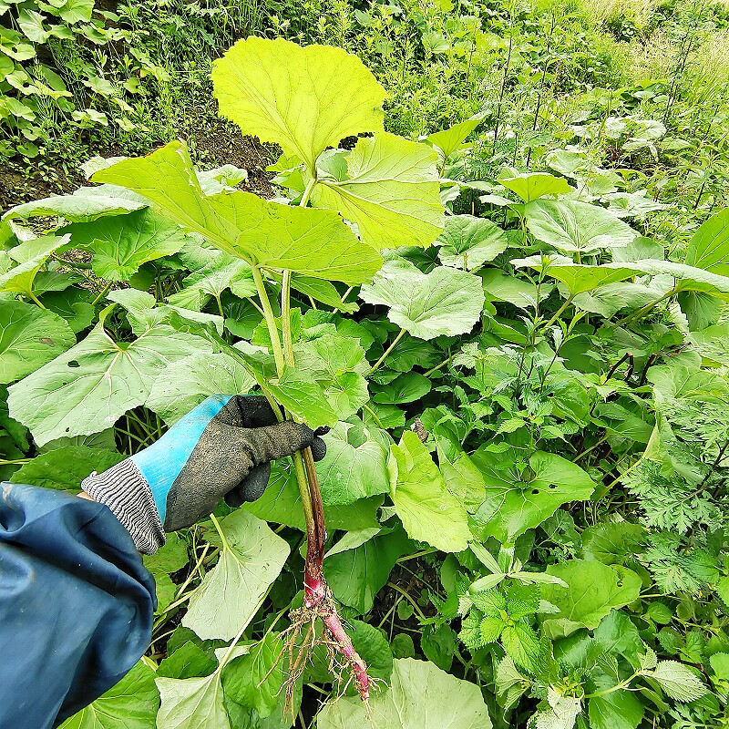 蜂斗菜蛇头草水钟流头野饭瓜南瓜三七野南瓜野金瓜头根茎叶柄花苞