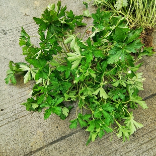 贵州中草药材老鹳草老牛筋破铜钱五瓣花老贯草五叶草老观草老鹳嘴