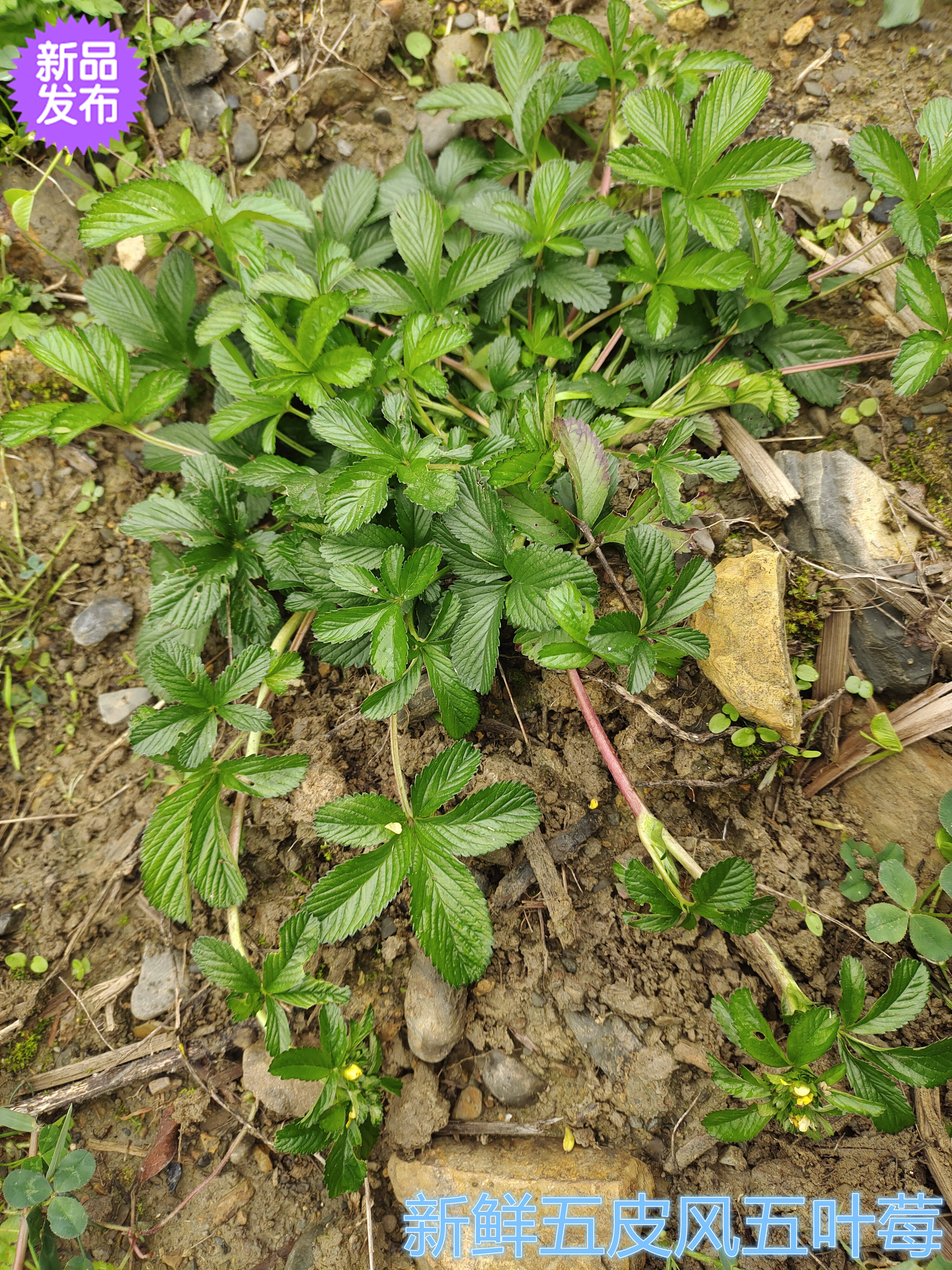 新鲜中草药蛇含委陵菜五匹风五星草蛇含草五爪龙五叶莓五皮风食用