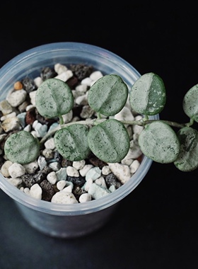 文山匍匐/全斑 高斑野匍匐球兰 hoya serpens silver