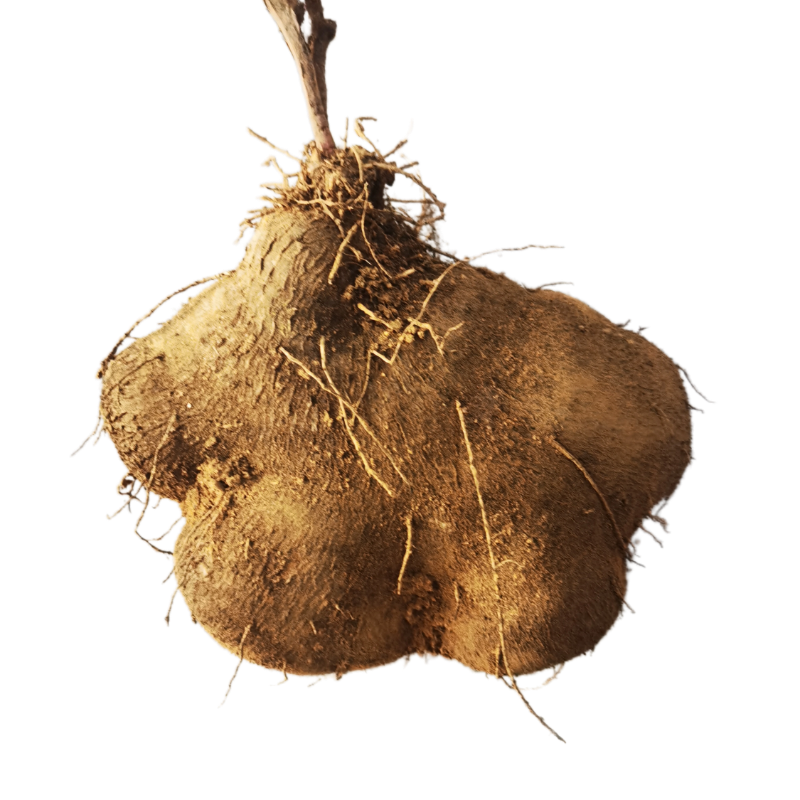 江西赣南寻乌大薯脚板薯非山药新鲜现挖蔬菜