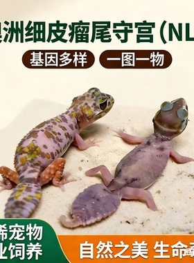 澳洲瘤尾守宫（nlp）各种性别基因  一图一物