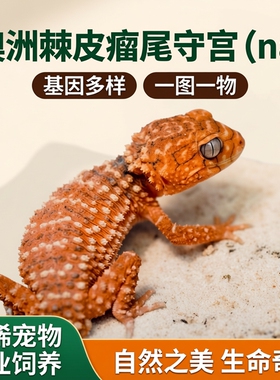 澳洲棘皮瘤尾守宫（na）各种性别基因 一图一物