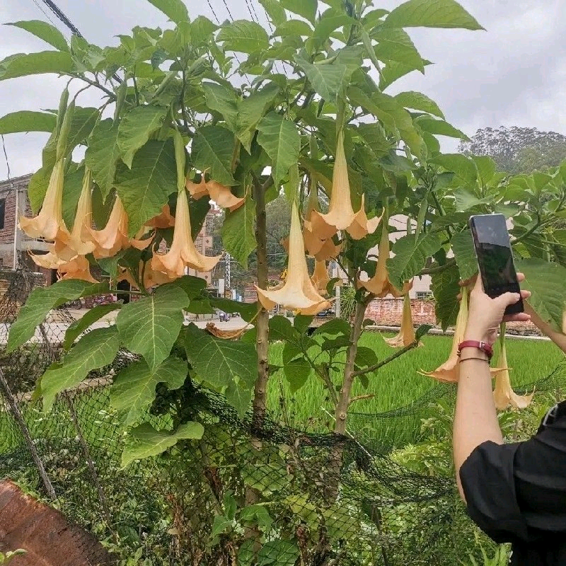 木本曼陀罗花苗盆栽小苗大苗开花苗粉色黄色橙色白色-封面