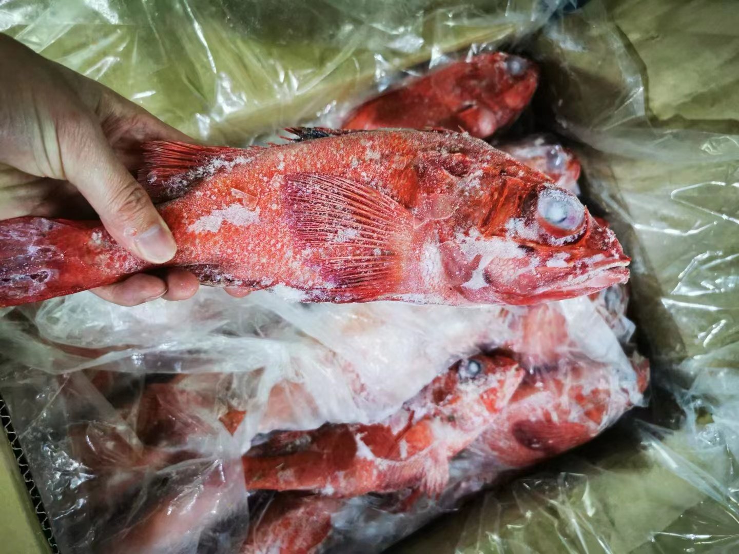 空运进口冷冻金吉鱼喜 知刺鱼 高端海鱼 450-500克/条