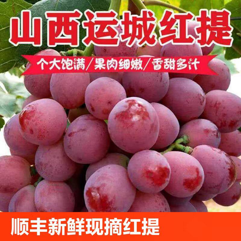 2025新鲜现摘红地球有籽红提葡萄红提子脆提子孕妇水果整箱包邮