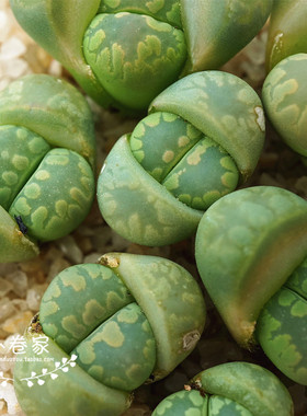 小卷多肉植物 肉肉多肉 生石花屁股花 C350 C128A 绿大津绘