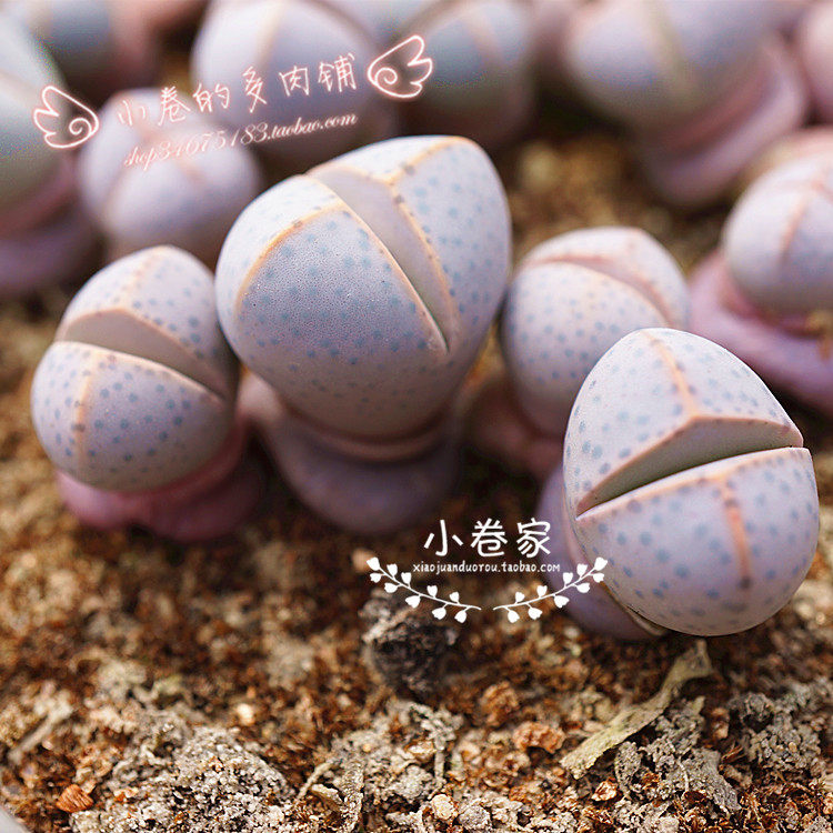 小卷多肉 肉肉 幻玉 春桃玉属 生石花屁股花 多肉植物