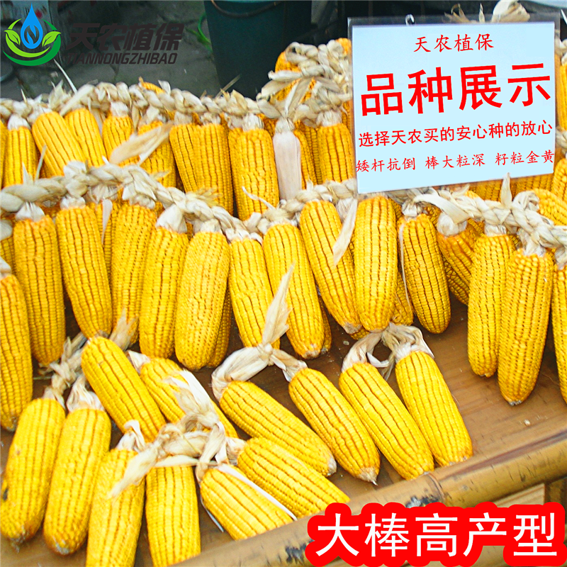 國審成單716矮大棒雜交玉米種子