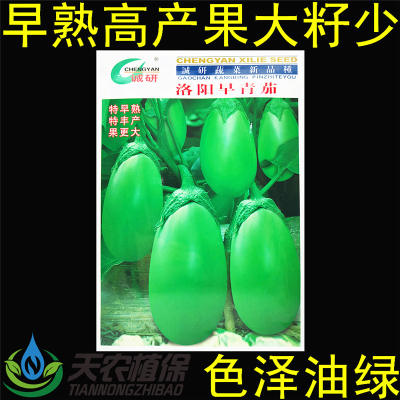 诚研洛阳早青茄早熟大果绿皮种子