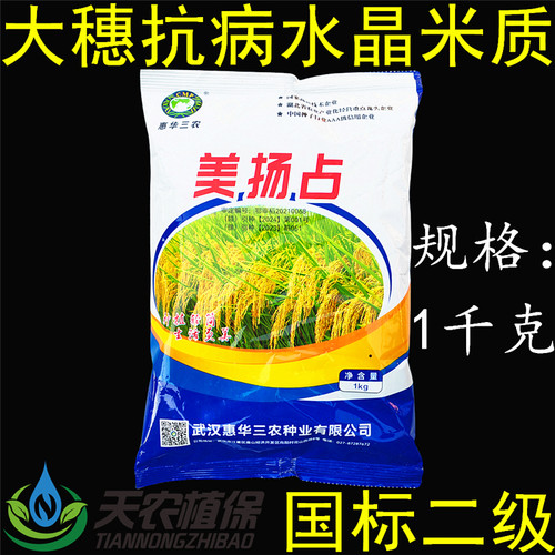 美杨占水稻种子常规稻谷长粒香米