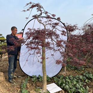 羽毛枫树苗庭院植物盆栽红枫树苗青红羽毛枫苗羽毛枫小苗绿化苗木