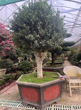 无刺枸骨 金玉满堂 四季常青不落叶庭院别墅红运果地栽盆景