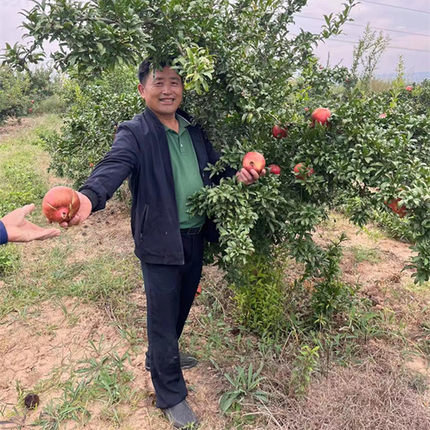 突尼斯软籽石榴树苗大红袍甜石榴石榴树树苗盆栽地栽庭院当年结果