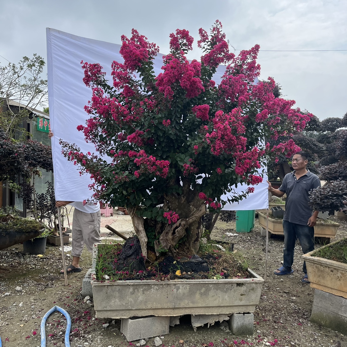 紫薇老桩 盆景老桩紫薇别墅庭院种植百日红造型树盆景老桩
