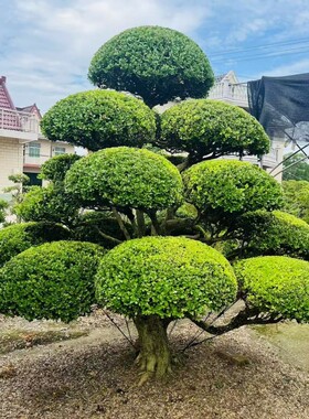 黄杨造型树小叶瓜子黄杨造型树庭院别墅造型黄杨树黄杨树四季常青