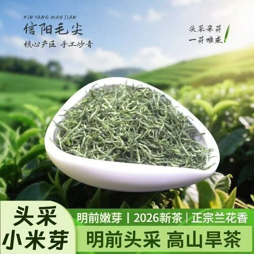 信阳毛尖老旱茶珍品250克明前