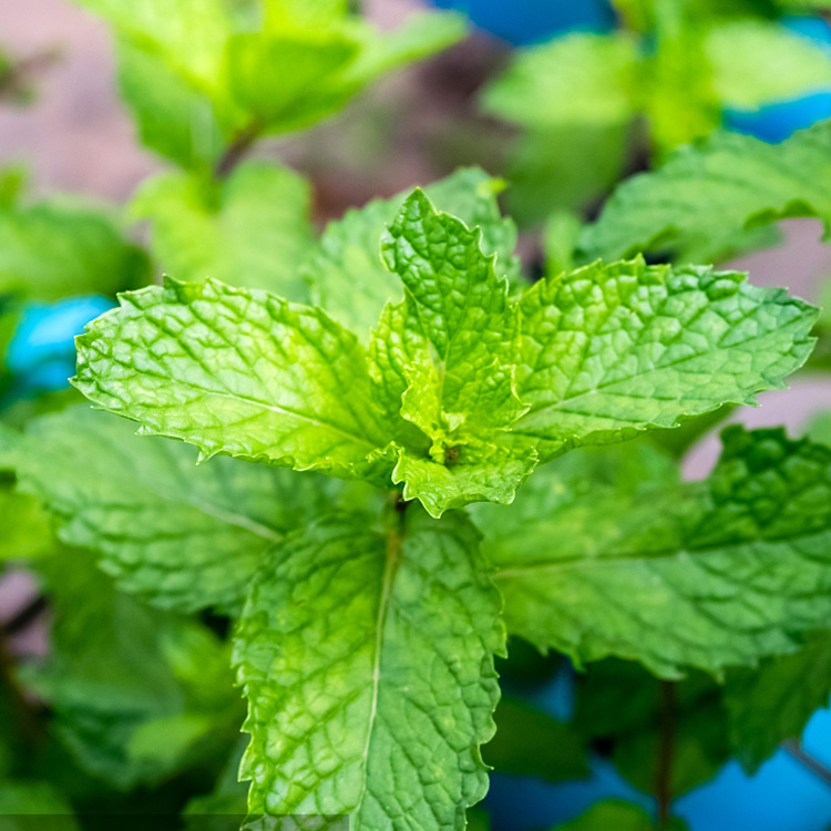 AVAT天然绿薄荷单方精油50ml留兰香矛薄荷止痒香薰调香缓解不适 美容护肤/美体/精油 单方精油 原图主图