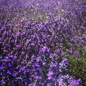 有机AOP法国高地薰衣草精油5ml舒缓平衡芳疗卧室香薰香皂睡眠香水