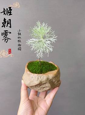 山野草 银叶姬朝雾 迷你小绿植微型小盆栽盆景造景素材苗耐寒喜阳