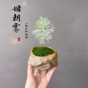 山野草 银叶姬朝雾 迷你小绿植微型小盆栽盆景造景素材苗耐寒喜阳