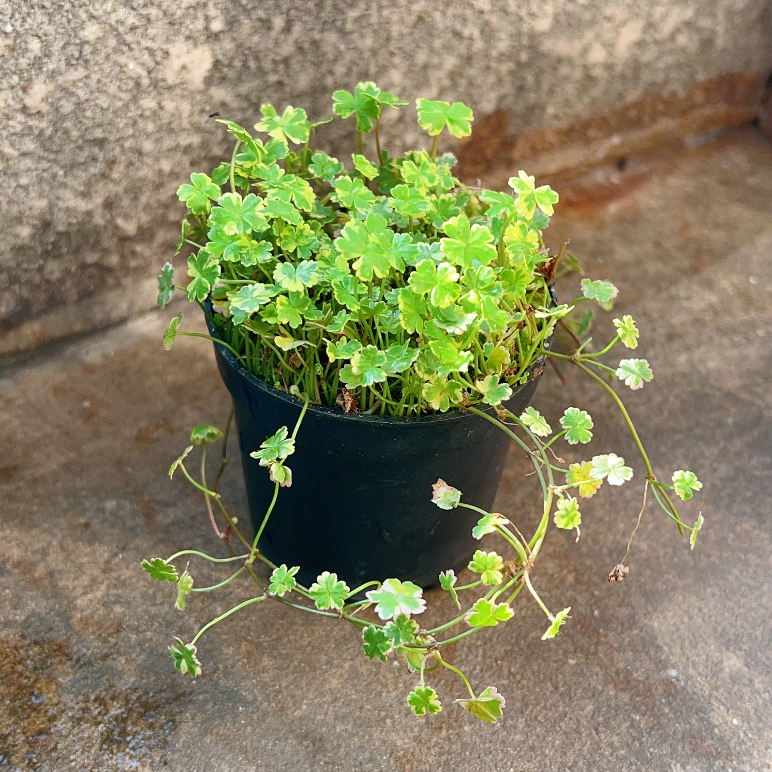 花叶天胡荽室内耐阴植物绿植小盆景盆栽水陆缸水培古法鱼缸造景