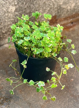 花叶天胡荽室内耐阴植物绿植小盆景盆栽水陆缸水培古法鱼缸造景